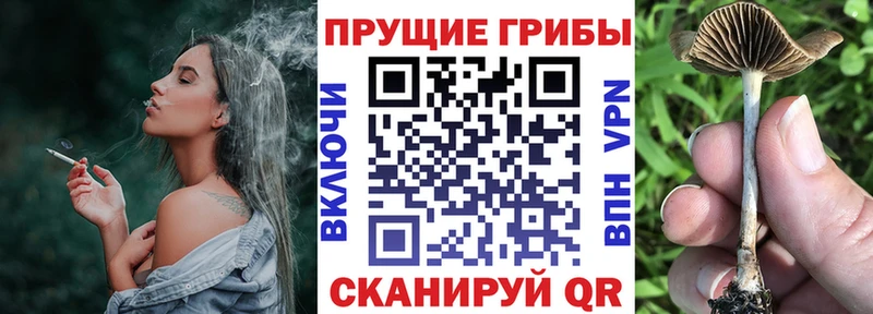 Галлюциногенные грибы MAGIC MUSHROOMS  купить наркотики цена  Заводоуковск 